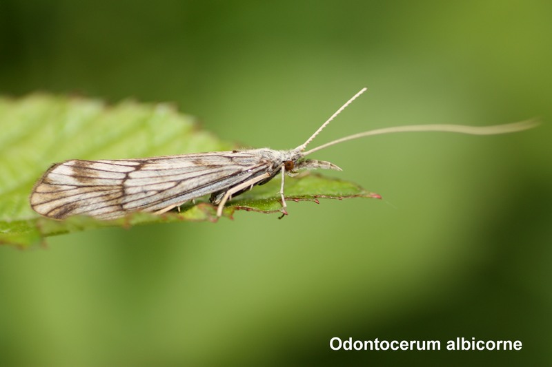 Leptoceridae:  Oecetis notata